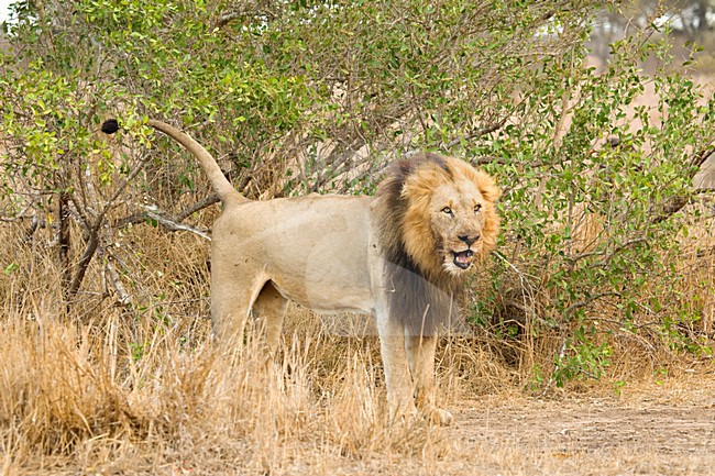 Mannetje Afrikaanse Leeuw; Male African Lion stock-image by Agami/Marc Guyt,