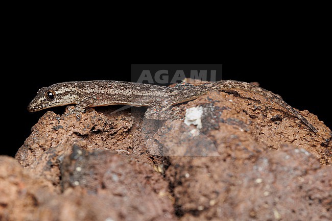 Asian House Gecko (Hemidactylus frenatus) taken the 31/10/2025 at San Cristóbal - Galapagos. stock-image by Agami/Nicolas Bastide,