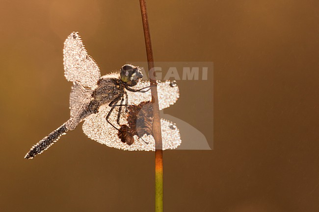 Zwarte Heidelibel, Black Darter stock-image by Agami/Theo Douma,