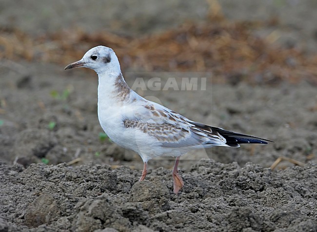 Juveniele Kokmeeuw op akker, Juvenile Black-headed Gull on farmland stock-image by Agami/Markus Varesvuo,