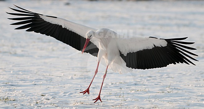 Ooievaar landend in sneeuw; White stork landing in snow stock-image by Agami/Han Bouwmeester,