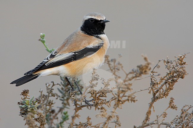 Volwassen mannetje Woestijntapuit; Adult male Desert Wheatear stock-image by Agami/Daniele Occhiato,