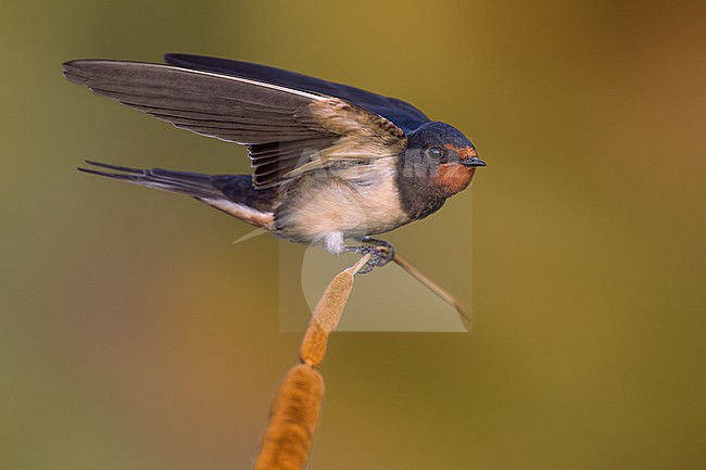 Barn Swallow (Hirundo rustica) in Italy. stock-image by Agami/Daniele Occhiato,