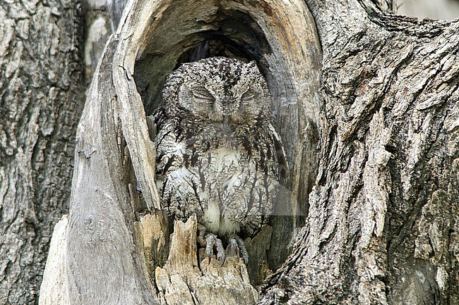 An African scops owl (Otus senegalensis) is seen sitting in a tree hole showing how well it is camouflaged. stock-image by Agami/Jacob Garvelink,