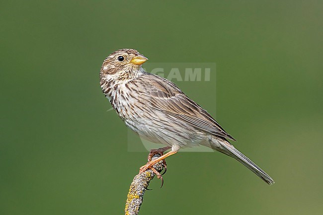 Adult male Corn Bunting (Emberiza calandra) on a branch in Selvanera, Catalunya, Spain. stock-image by Agami/Vincent Legrand,