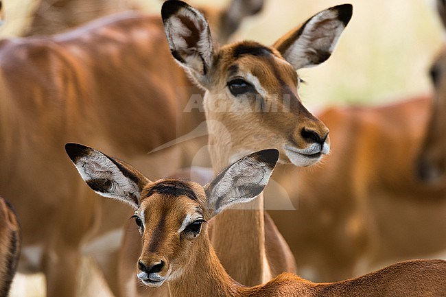 Portrait of a female impala and her calf,  Aepyceros melampus. stock-image by Agami/Sergio Pitamitz,