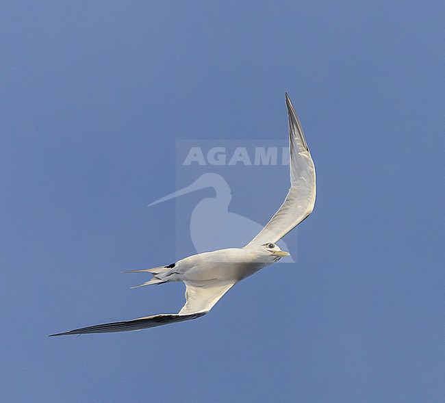 Great Crested Tern (Thalasseus bergii cristatus) at sea in the Pacific Ocean, around the Solomon Islands. Diving for fish. stock-image by Agami/Marc Guyt,