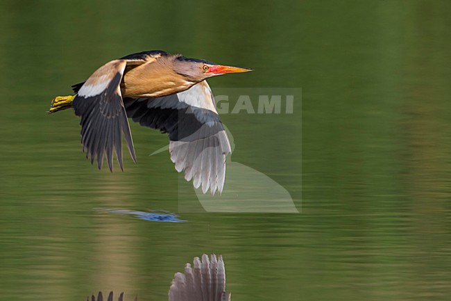 Tarabusino; Little Bittern; Ixobrychus minutus stock-image by Agami/Daniele Occhiato,