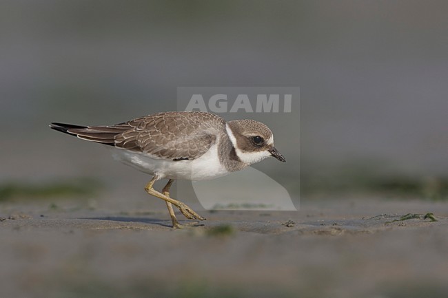 Onvolwassen Bontbekplevier; Immature Common Ringed Plover  stock-image by Agami/Arie Ouwerkerk,