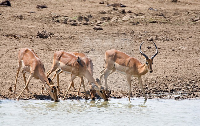 Groepje drinkende Impala\'s; Group of drinking Impala\'s stock-image by Agami/Marc Guyt,
