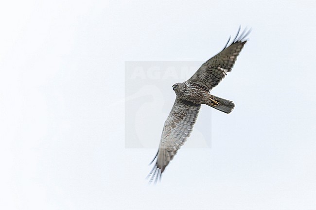 Eastern Marsh Harrier (Circus spilonotus) in Japan. stock-image by Agami/Marc Guyt,