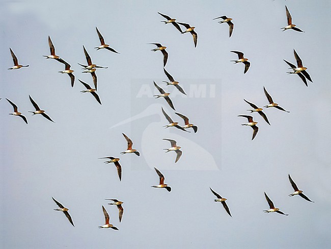Collared Pratincole,Clareola pratincola. Swarm, flying. stock-image by Agami/Hans Germeraad,