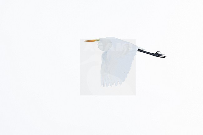 Grote zilverreiger, Great Egret ,Ardea alba stock-image by Agami/Menno van Duijn,