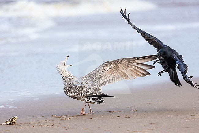  stock-image by Agami/Menno van Duijn,