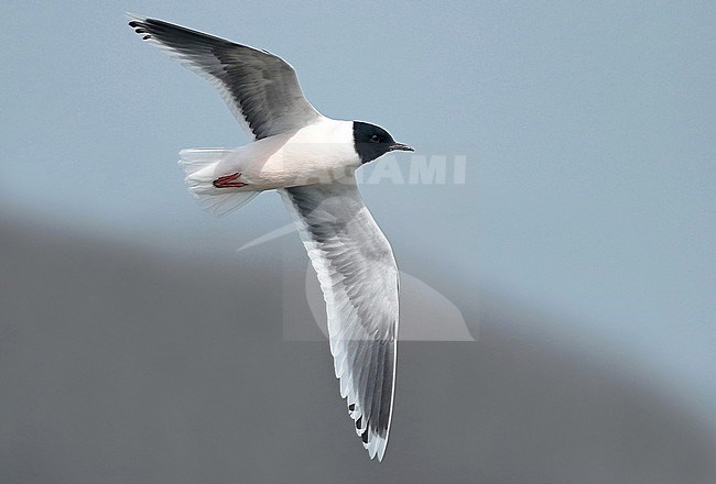Little Gull, Larus minutus third calender year in flight, seen from the side, showing underwing. stock-image by Agami/Fred Visscher,