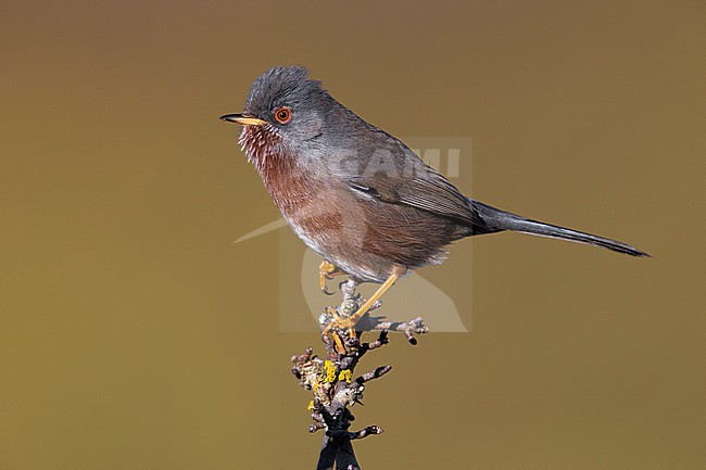 Dartford Warbler; Sylvia undata stock-image by Agami/Daniele Occhiato,