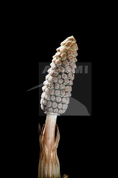 Bospaardenstaart, Wood horsetail, Equisetum sylvaticum stock-image by Agami/Wil Leurs,