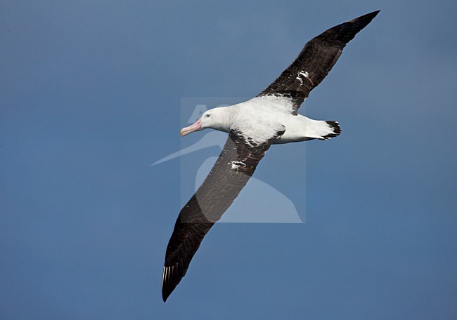 Tristanalbatros; Tristan Albatross; Diomedea dabbenena stock-image by Agami/Marc Guyt,
