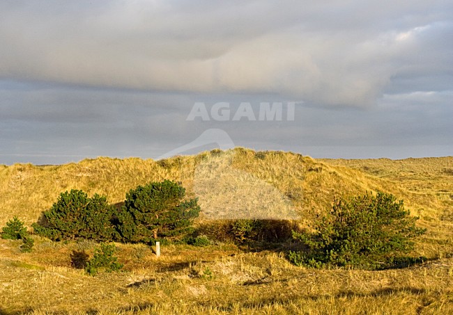 Duinen Posthuis Vlieland, Nederland; Dunes Posthuis Vlieland, Netherlands stock-image by Agami/Marc Guyt,