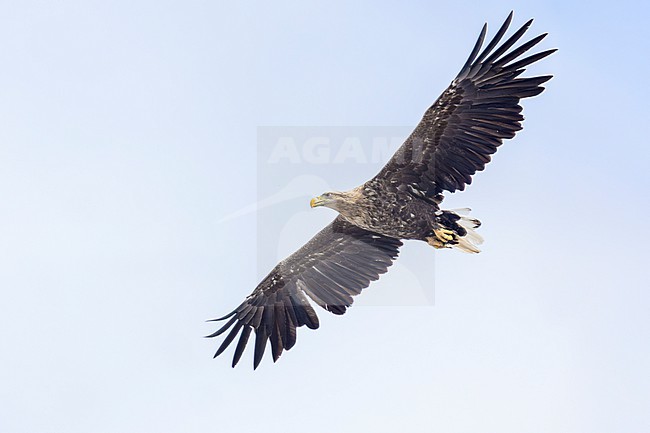White-tailed Eagle (Haliaeetus albicilla), immature in flight seen from below, Finnmark, Norway stock-image by Agami/Saverio Gatto,