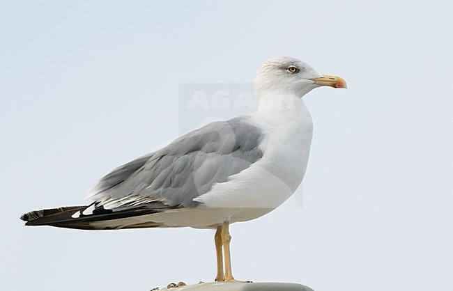 Adulte Geelpootmeeuw, Adult Yellow-legged Gull stock-image by Agami/Markus Varesvuo,