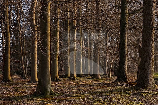 De Colckhof bos gezicht bij avondzon stock-image by Agami/Eric Tempelaars,