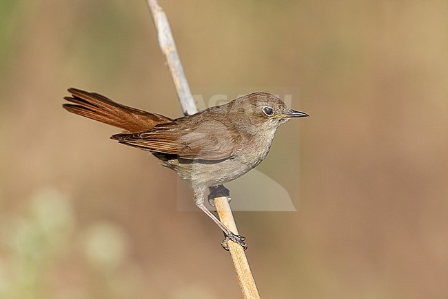 (Common) Nightingale free in a reed stem stock-image by Agami/Onno Wildschut,