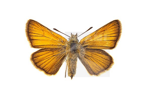 Essex Skipper, Thymelicus lineola stock-image by Agami/Wil Leurs,