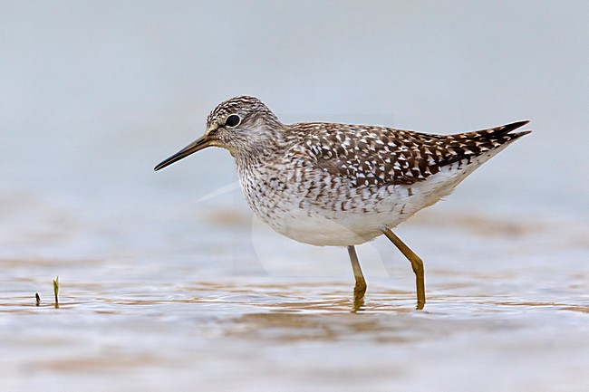 Volwassen Bosruiter; Adult Wood Sandpiper stock-image by Agami/Daniele Occhiato,