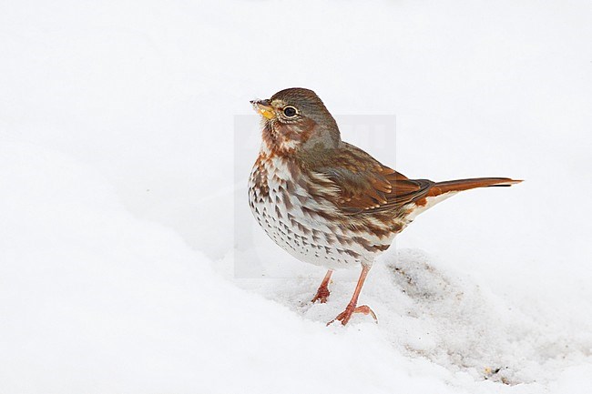 Verdwaalde Roodstaartgors in Estland, Vagrant Fox Sparrow in Estonia stock-image by Agami/David Monticelli,