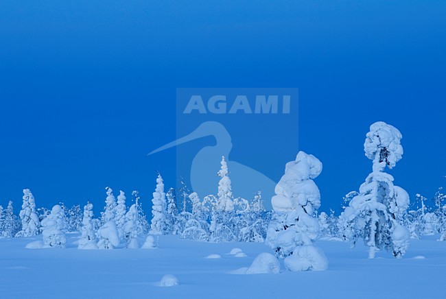 Besneeuwde bomen, Snowy trees stock-image by Agami/Danny Green,