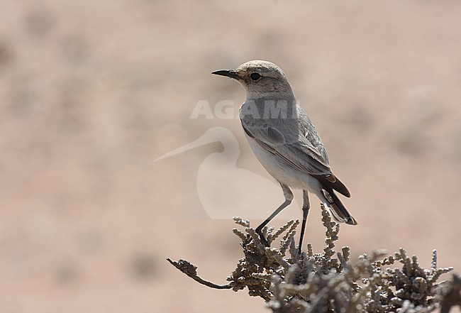 Karoo chat (Emarginata schlegelii) in Namibia. stock-image by Agami/Casper Zuijderduijn,