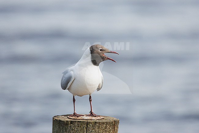 Kokmeeuw roepend op paal; Common Black-headed Gull calling on pole stock-image by Agami/Menno van Duijn,