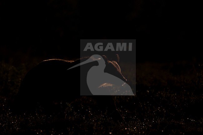 Bruine Beer in Fins bos, Brown Bear in Finnish forest stock-image by Agami/Menno van Duijn,