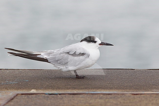First-winter Common Tern (Sterna hirundo) perched on the dock in Cabo da Praia Harbour on the island Terceira in the Azores, Portugal. stock-image by Agami/David Monticelli,
