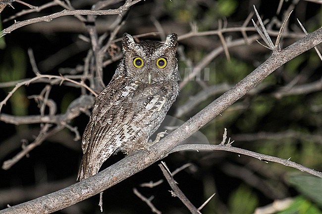 West Peruvian screech owl (Megascops roboratus) in Peru. stock-image by Agami/Pete Morris,