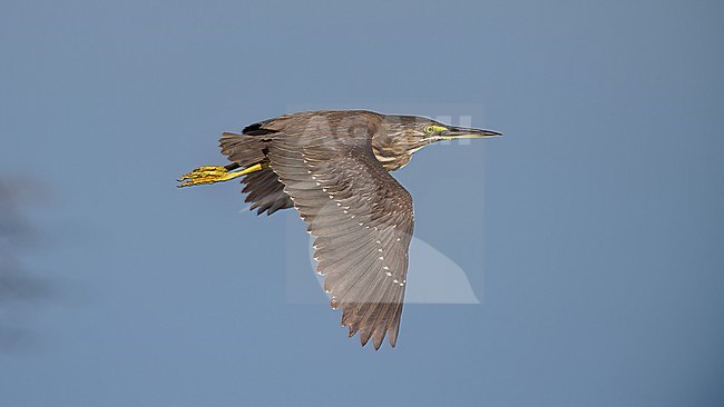 Side view of a young Striated Heron (Butorides striata) in flight showing upper wings. India, Goa, Asia. stock-image by Agami/Markku Rantala,