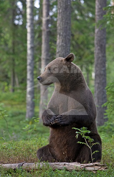 Bruine Beer, Brown Bear, Ursus arctos stock-image by Agami/Jari Peltomäki,