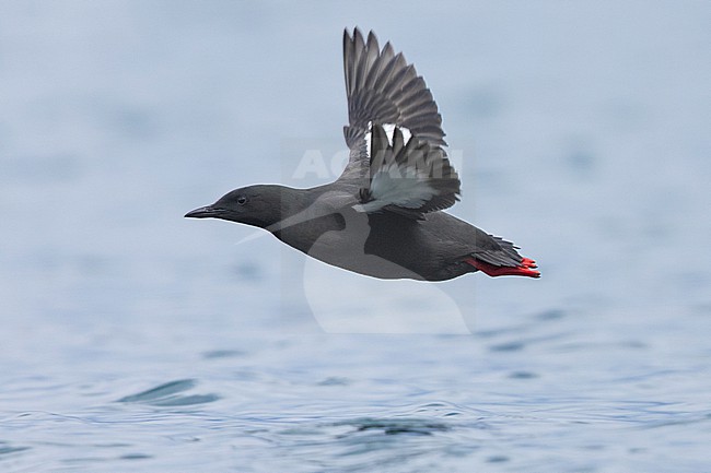 Black Guillemot (Cepphus grylle), side view of an adult in flight, Capital Region, Iceland stock-image by Agami/Saverio Gatto,