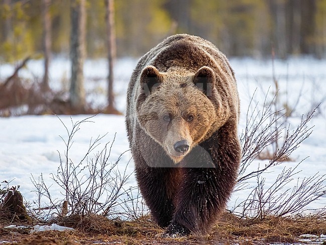 Brown bear, Ursus arctos in early spring approaching the photographer stock-image by Agami/Hans Germeraad,