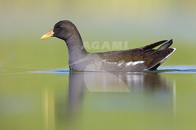 Common Moorhen (Gallinula chloropus), side view of an immature swimming in the water, Campania, Italy stock-image by Agami/Saverio Gatto,