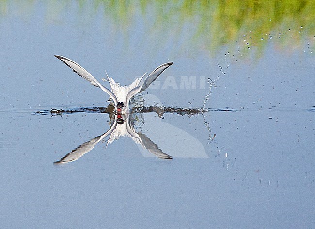 Adult Common Tern (Sterna hirundo) near Skala Kalloni on the Mediterranean island of Lesvos, Greece. Diving for fish in freshwater lake. Diving in the lake which is covered with little flies. stock-image by Agami/Marc Guyt,