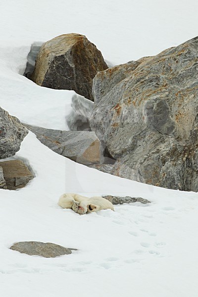 Mannetje IJsbeer, Male Polar Bear stock-image by Agami/Danny Green,
