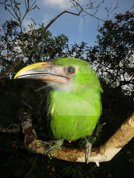 White-throated Toucanet (Aulacorhynchus albivitta) in Colombia. Also known as greyish-throated toucanet. stock-image by Agami/Marc Guyt,