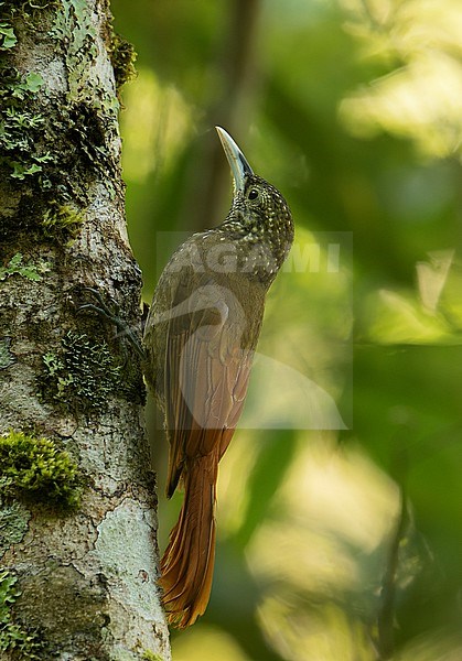 Olive-backed Woodcreeper (Xiphorhynchus triangularis bangsi) (subspecies) perched at the side of a trunk in Cusco, Peru, South-America. stock-image by Agami/Steve Sánchez,