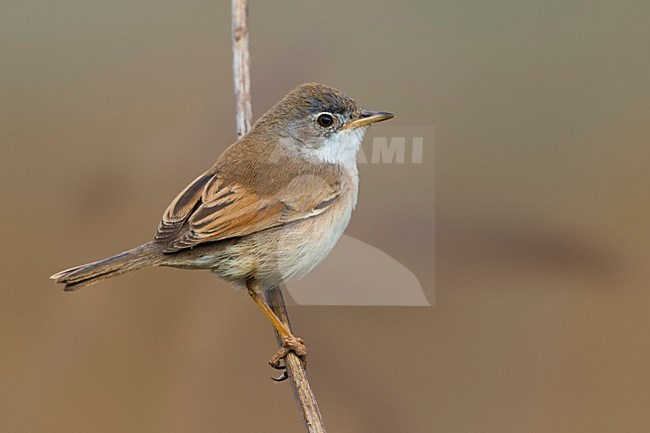 Brilgrasmus; Spectacled Warbler stock-image by Agami/Daniele Occhiato,