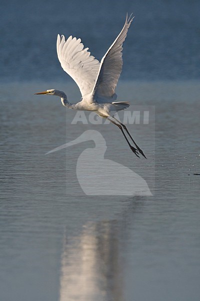 Grote Zilverreiger in vlucht Nederland, Great Egret in flight Netherlands stock-image by Agami/Wil Leurs,