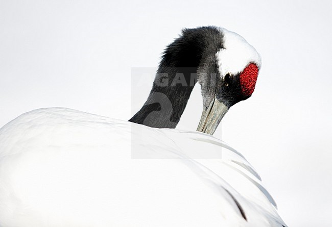 Chinese Kraanvogel poestend, Red-crowned Crane preening stock-image by Agami/Markus Varesvuo,