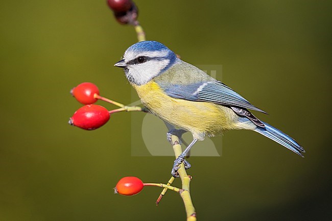 Eurasian Blue Tit (Cyanistes caeruleus), side view of an adult perched on a Dog Rose branch, Campania, Italy stock-image by Agami/Saverio Gatto,
