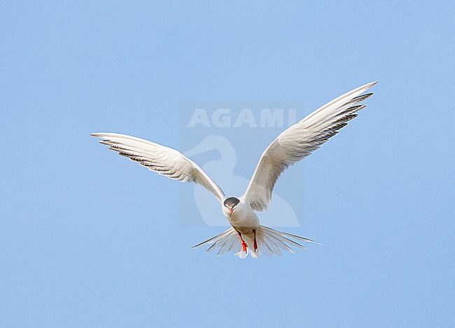 Adult Common Tern (Sterna hirundo) flying over saltpans near Skala Kalloni on the island of Lesvos, Greece. stock-image by Agami/Marc Guyt,